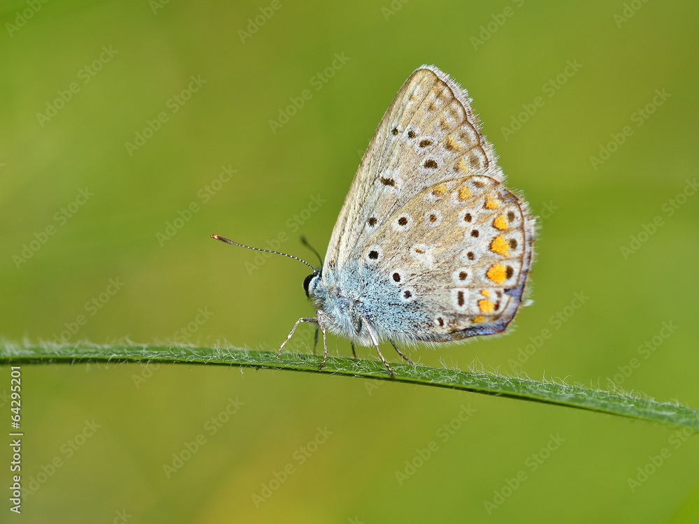 Butterfly outdoor (polyommatus icarus)