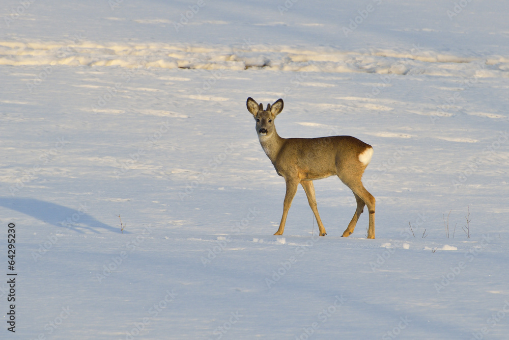 Deer in winter in a sunny day Deer in winter in a sunny day
