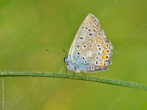Butterfly outdoor (polyommatus icarus) © a-weblogiq