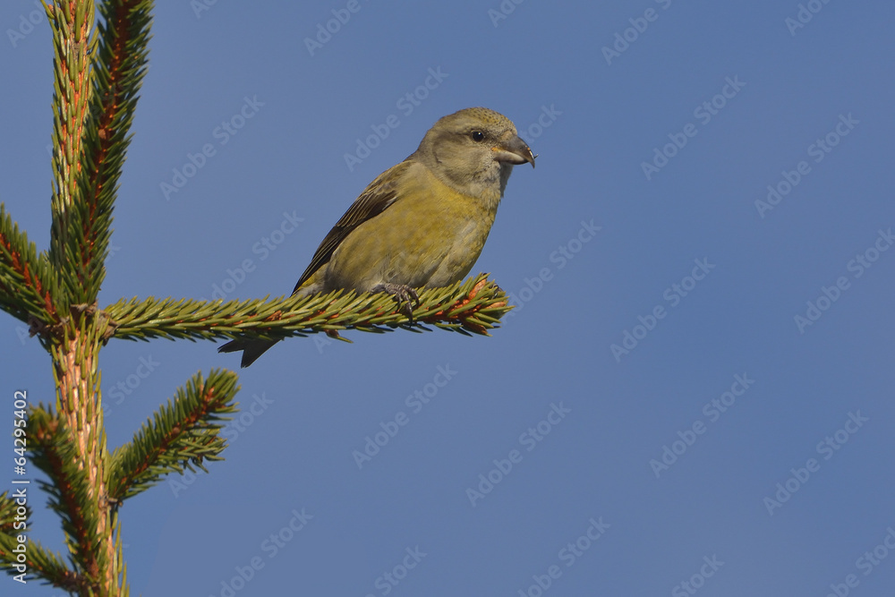 Crossbill in natural habitat - Loxia curvirostra Crossbill in natural habitat - Loxia curvirostra