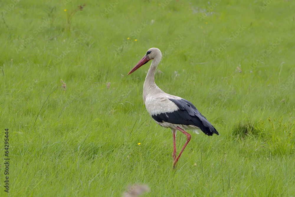 Fototapeta premium Stork (ciconia ciconia)