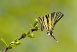 Butterfly - scarce swallowtail