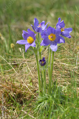 Mountain Pasqueflower (Pulsatilla montana) photo