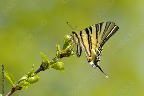 Photography Butterfly - scarce swallowtail