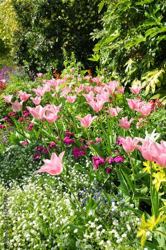 Spring tulips in St James park  London
