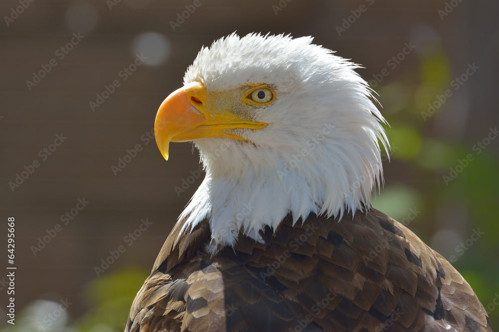 Obraz premium The Bald Eagle (Haliaeetus leucocephalus) portrait