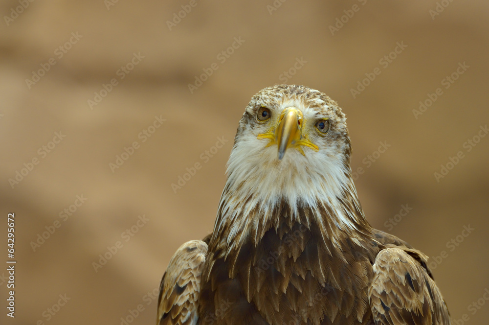 Fototapeta premium The Bald Eagle (Haliaeetus leucocephalus) portrait
