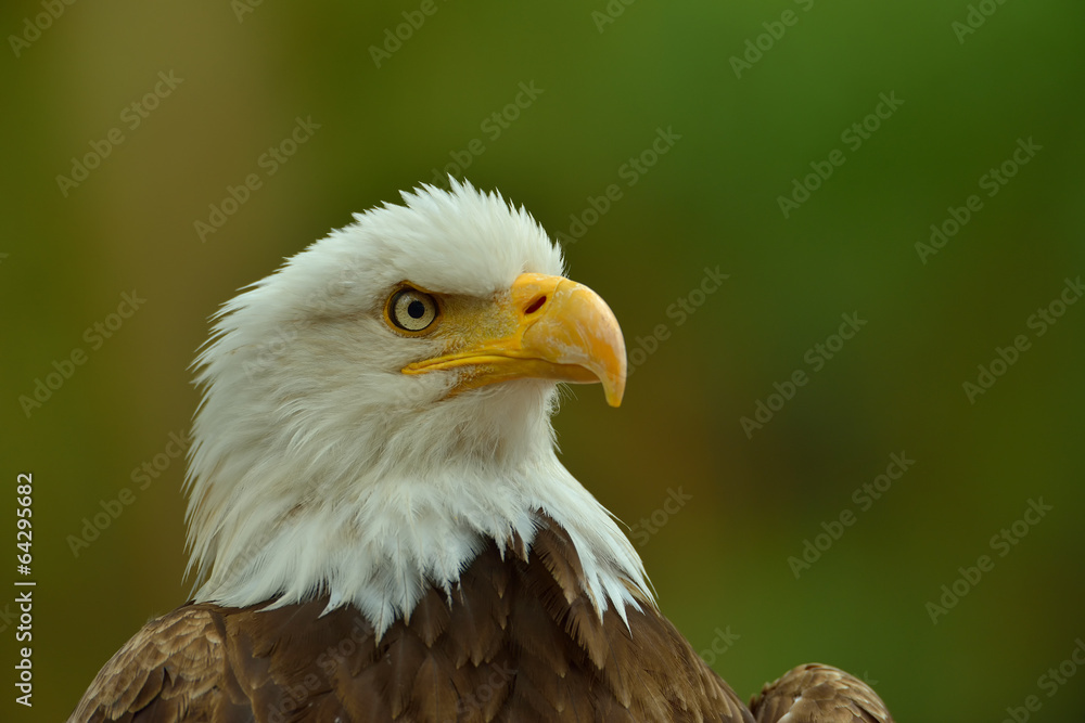 Obraz premium The Bald Eagle (Haliaeetus leucocephalus) portrait