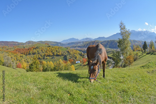 Beautiful horse on the green grass © a-weblogiq
