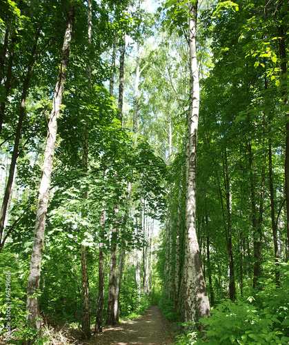 Fototapeta Naklejka Na Ścianę i Meble -  Road in deep forest