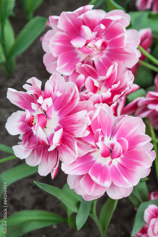 Obraz premium Pink Tulips in close up