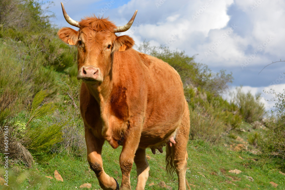 vaca de color marron en los picos de europa, leon