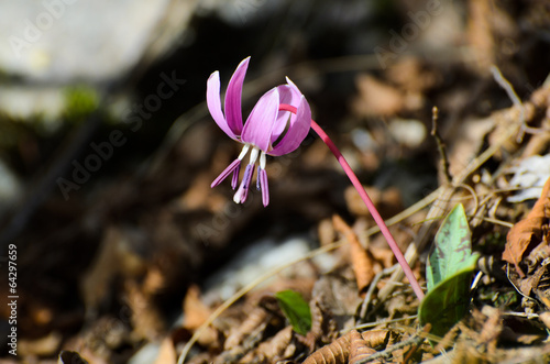 Erythronium dens canis photo