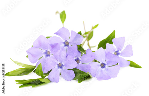 Beautiful periwinkle flowers, isolated on white