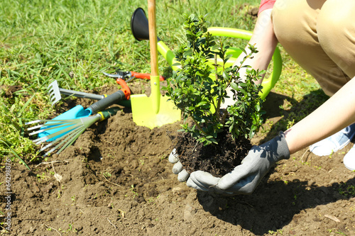 Gardener planting tree in spring