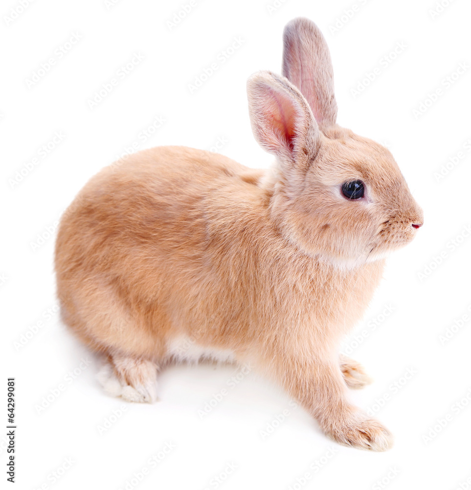 Fototapeta premium Cute rabbit, isolated on white
