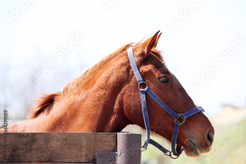 Portrait of purebred horse on nature background