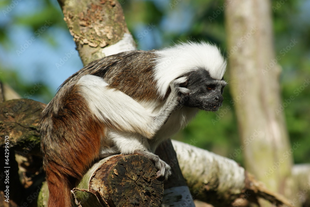 Obraz premium Lisztaffe