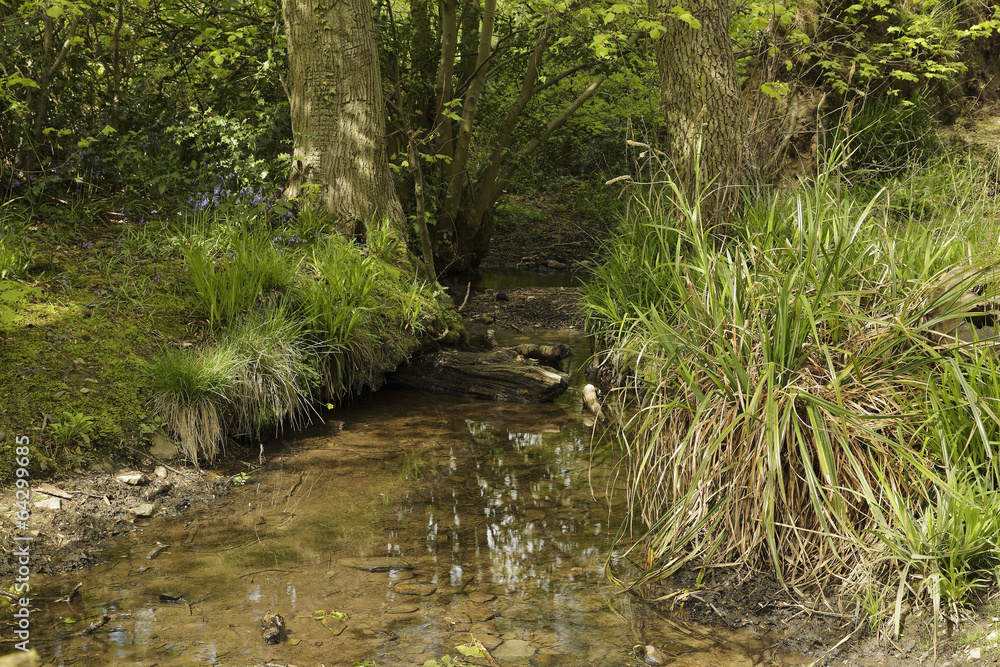 Swithland stream