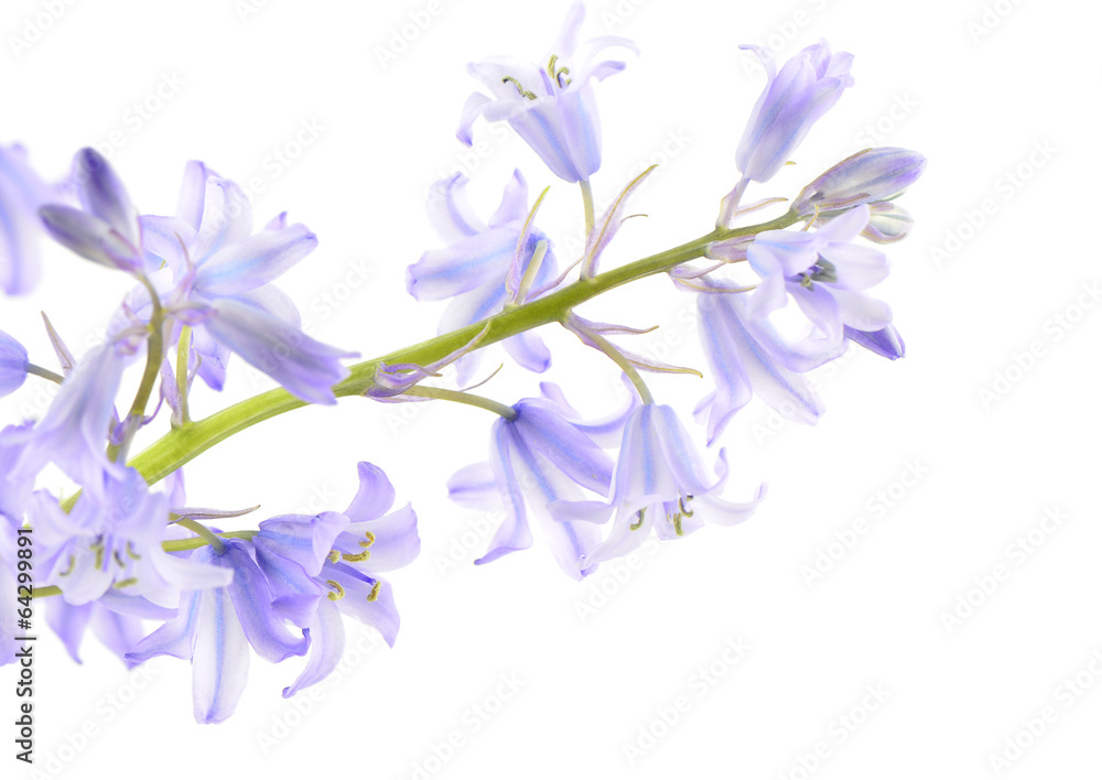 Bluebells Bluebells