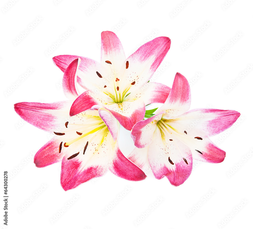 three beautiful magenta lilies isolated on white three beautiful magenta lilies isolated on white