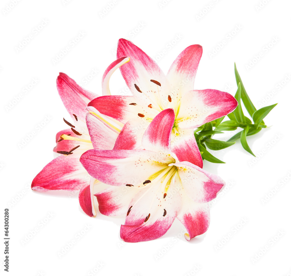 three beautiful magenta lilies isolated on white