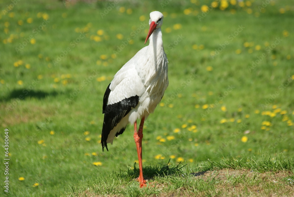 Storch auf grüner Wiese Storch auf grüner Wiese
