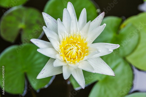 white lotus or white water lily in pond.