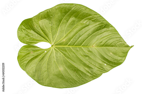 jungle leaf white background