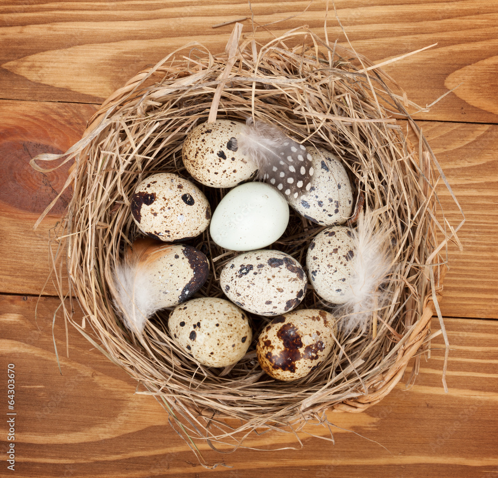 Quail eggs nest Quail eggs nest