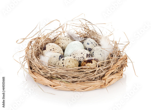 Quail eggs nest