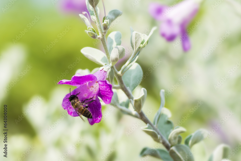 Obraz premium Bee on flower.