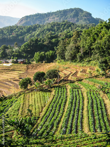 Agriculture in Doi Inthanon National Park