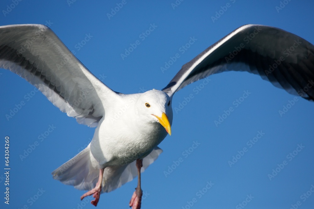 Fototapeta premium Seagull Flys