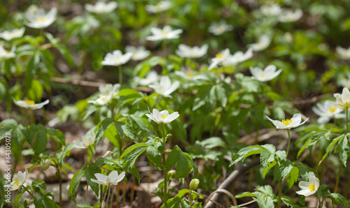 Anemone nemorosa