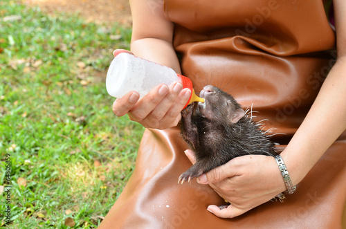 zookeeper feeding baby porcupine