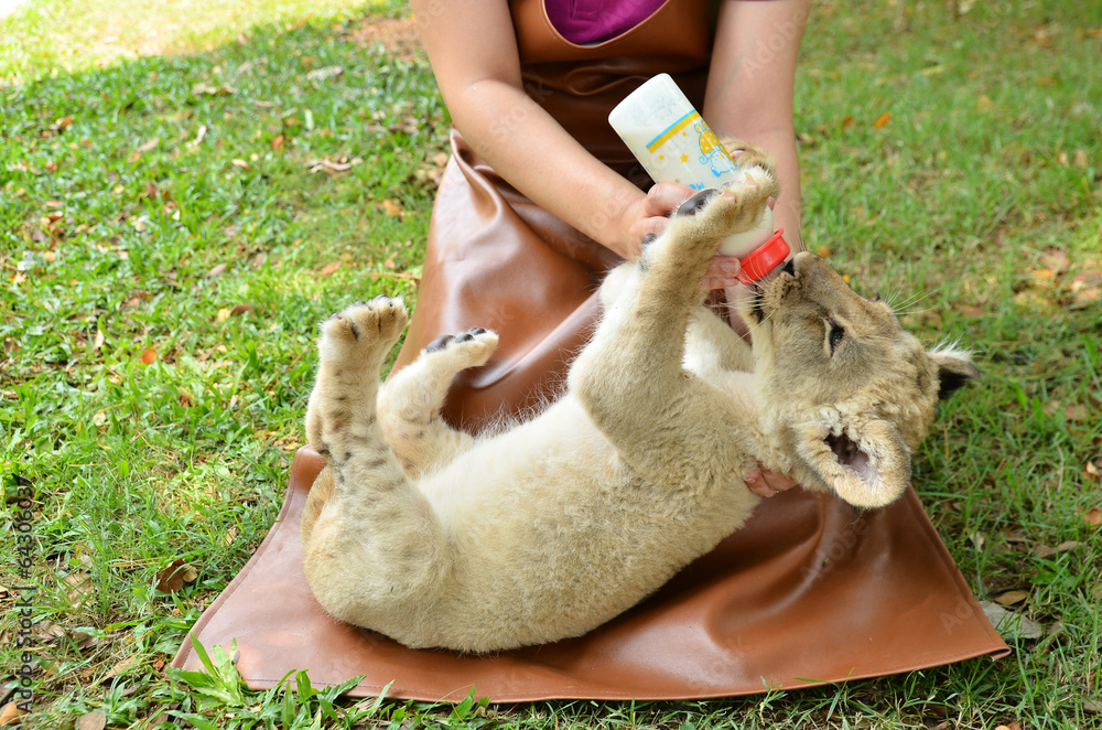 Fototapeta premium zookeeper feeding baby lion