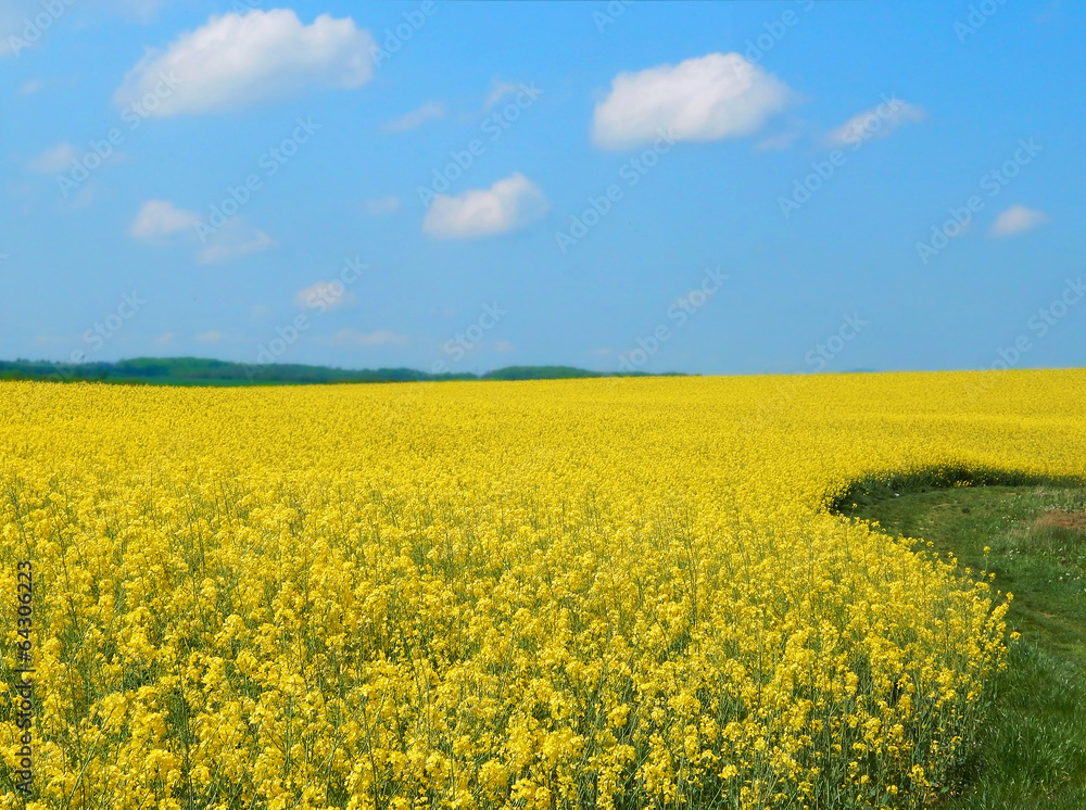 rape field background