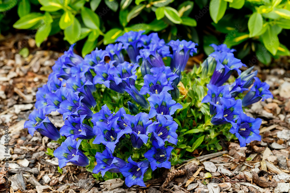 Naklejka premium Trumpet gentiana blue spring flower in garden