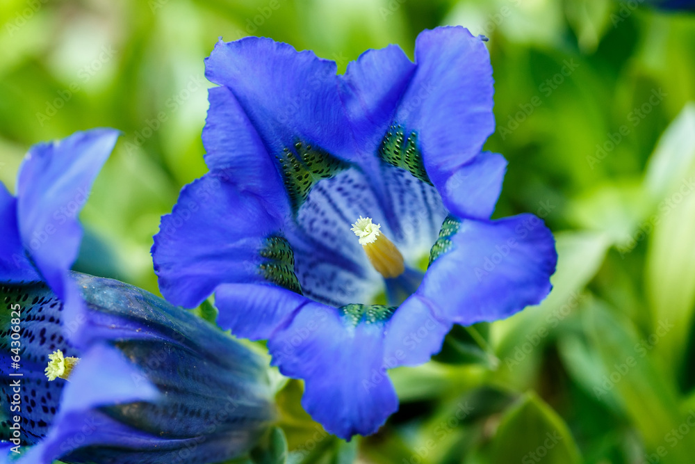 Trumpet gentiana blue spring flower in garden Trumpet gentiana blue spring flower in garden
