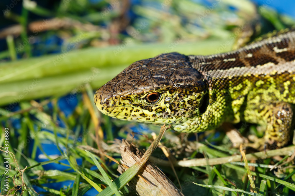 small lizard Lacerta agilis small lizard Lacerta agilis