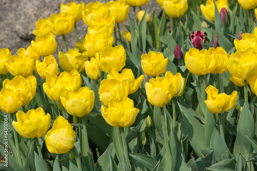 Tulips blossoms