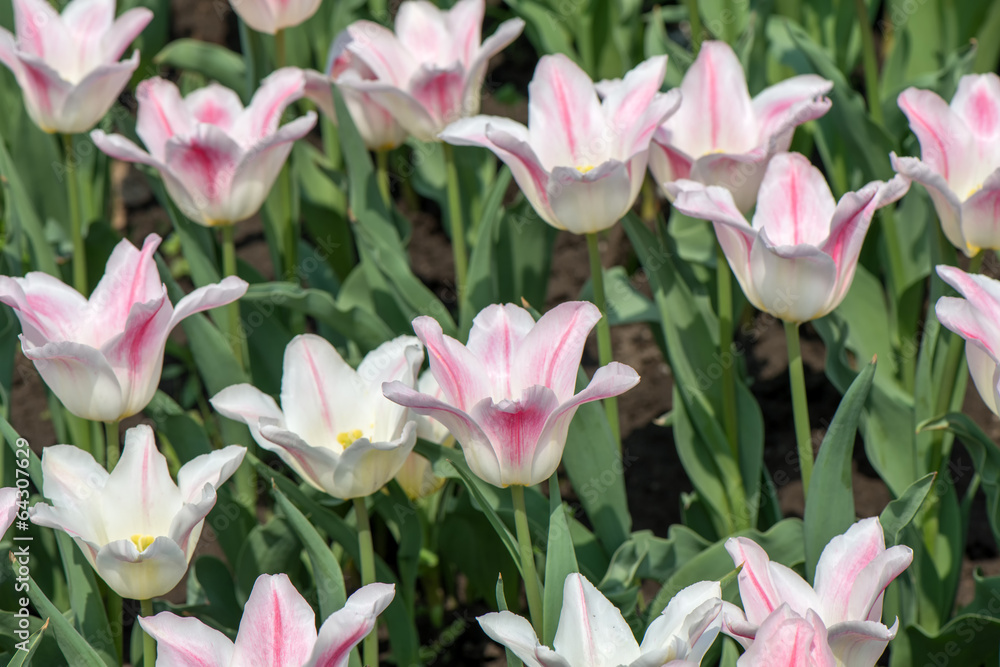 Tulips blossoms