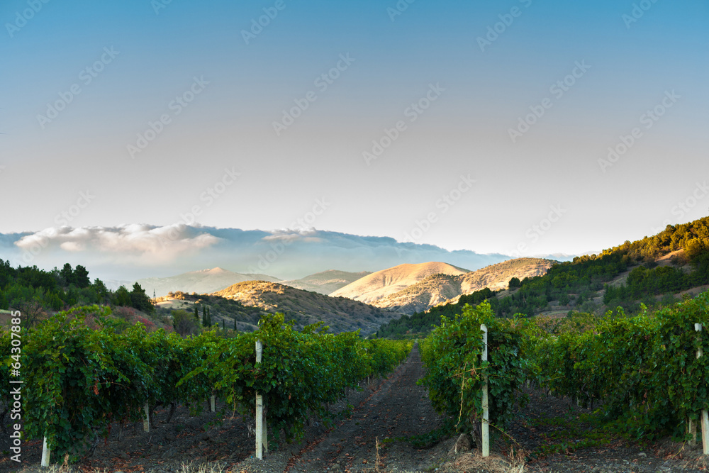 vineyard at the foot of the mountain