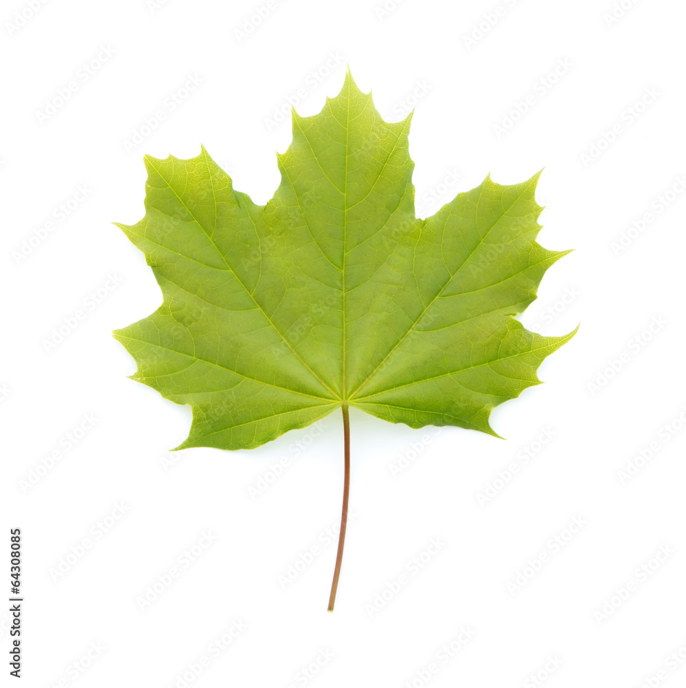 maple leaf maple leaf