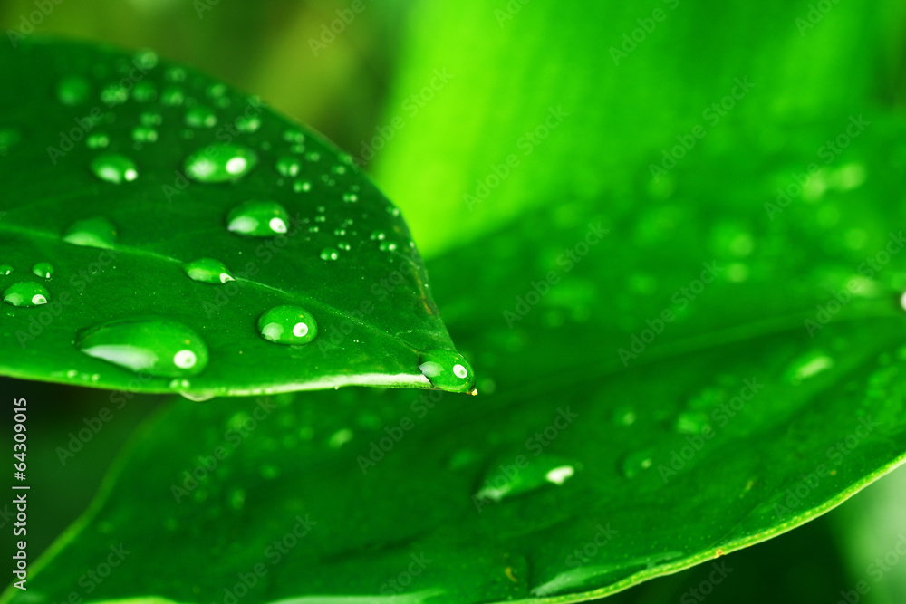 Fototapeta premium green plant leaf