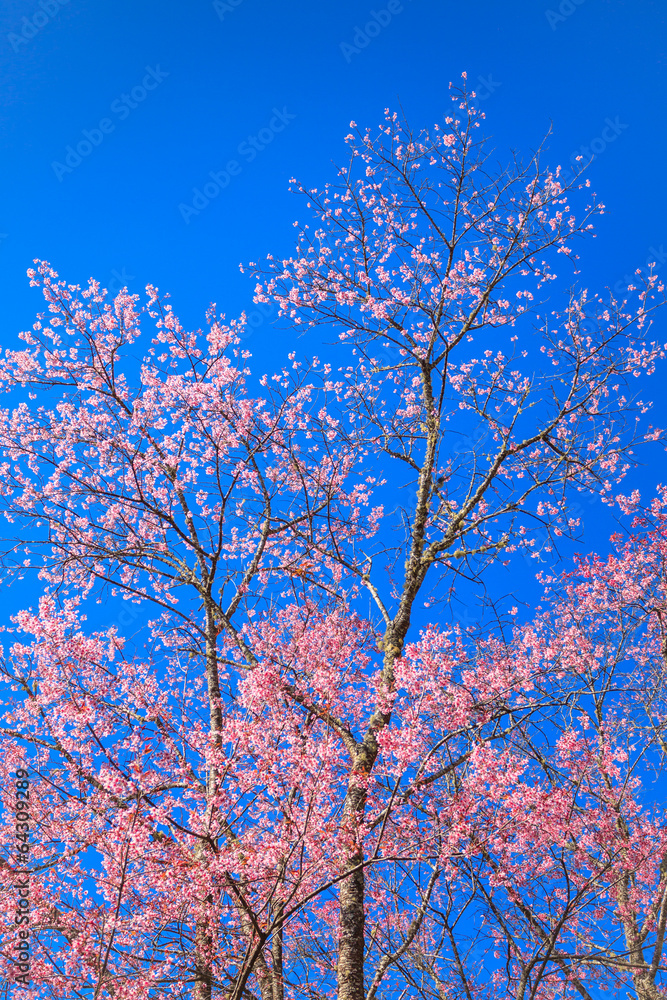 Beautiful cherry blossom against blue sky