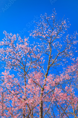 Beautiful cherry blossom against blue sky