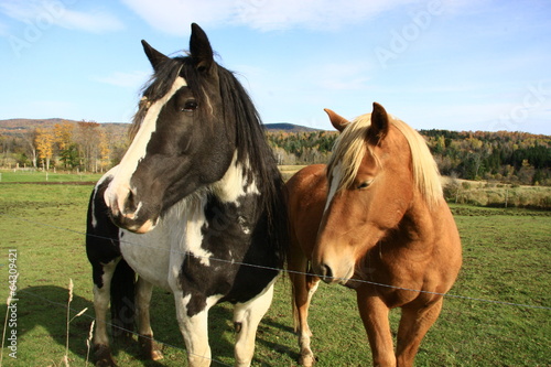 Fototapeta Naklejka Na Ścianę i Meble -  Horses in Pasture