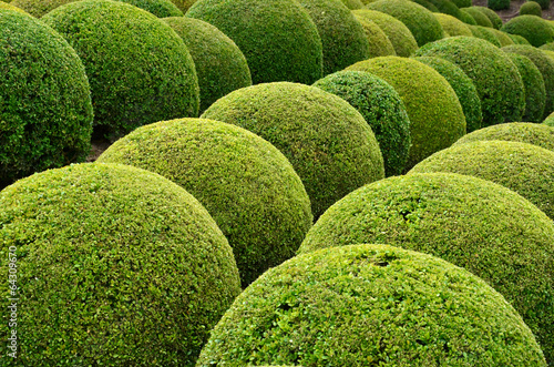 Boxwood  - Green garden balls in France, photo